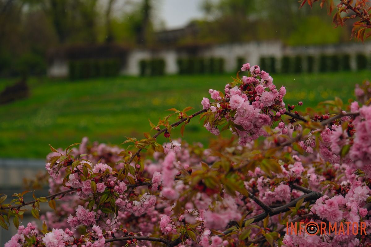 Японская весна в городе: в Днепре расцвели сакуры и декоративные деревья 25