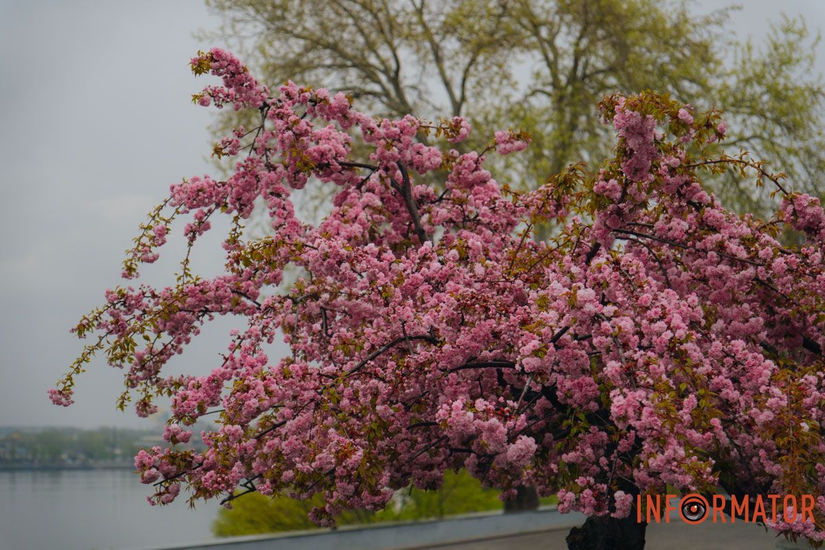 Японская весна в городе: в Днепре расцвели сакуры и декоративные деревья 26