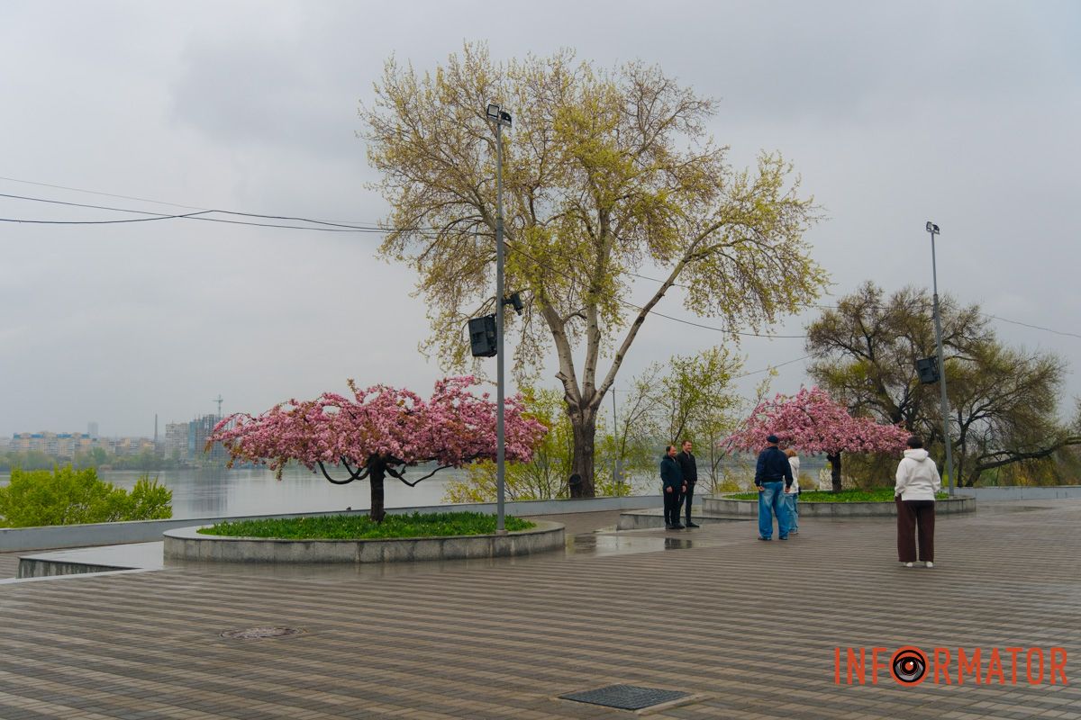 Японская весна в городе: в Днепре расцвели сакуры и декоративные деревья 27