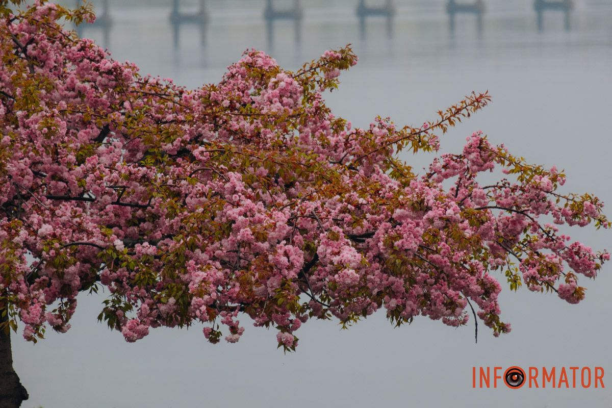 Японская весна в городе: в Днепре расцвели сакуры и декоративные деревья 28