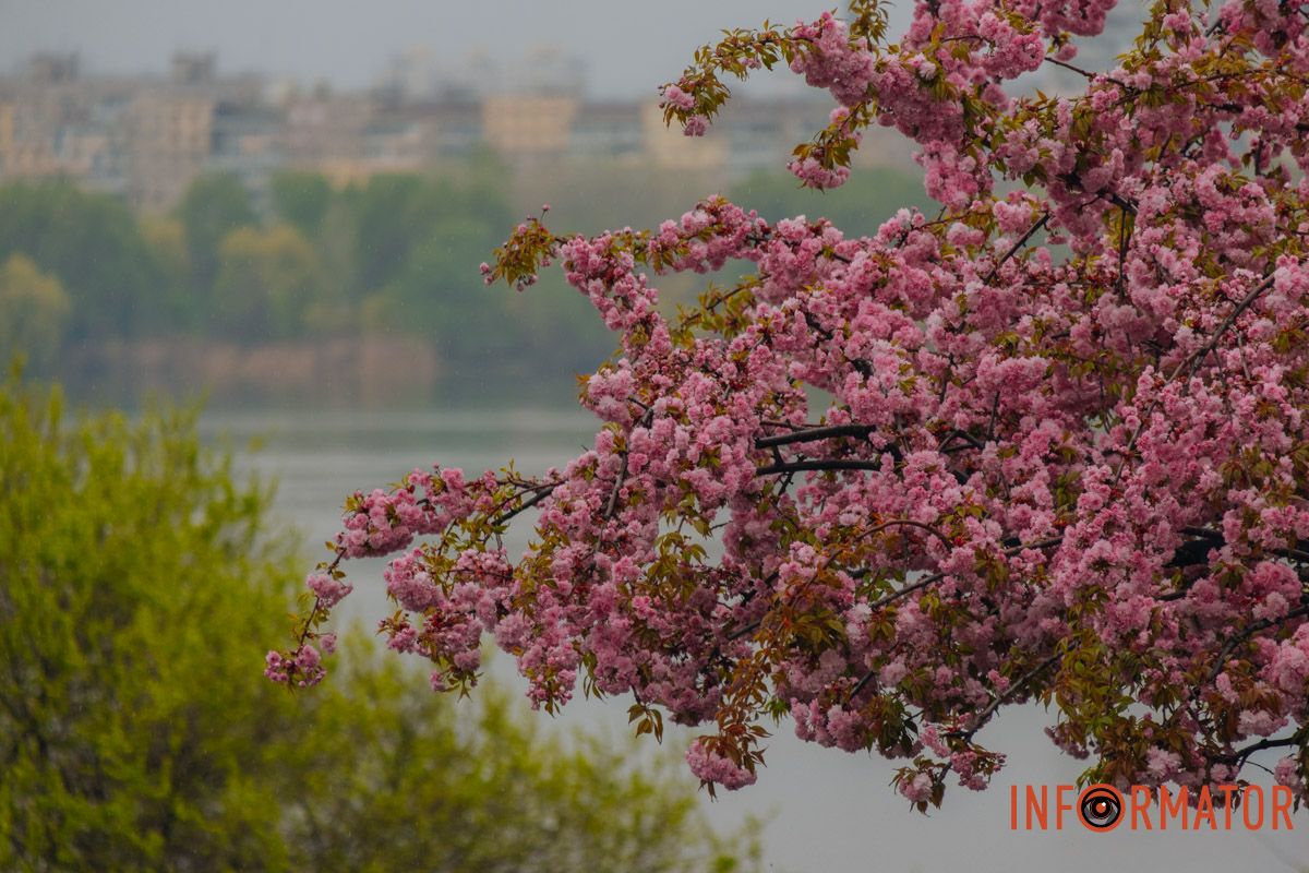 Японская весна в городе: в Днепре расцвели сакуры и декоративные деревья 30