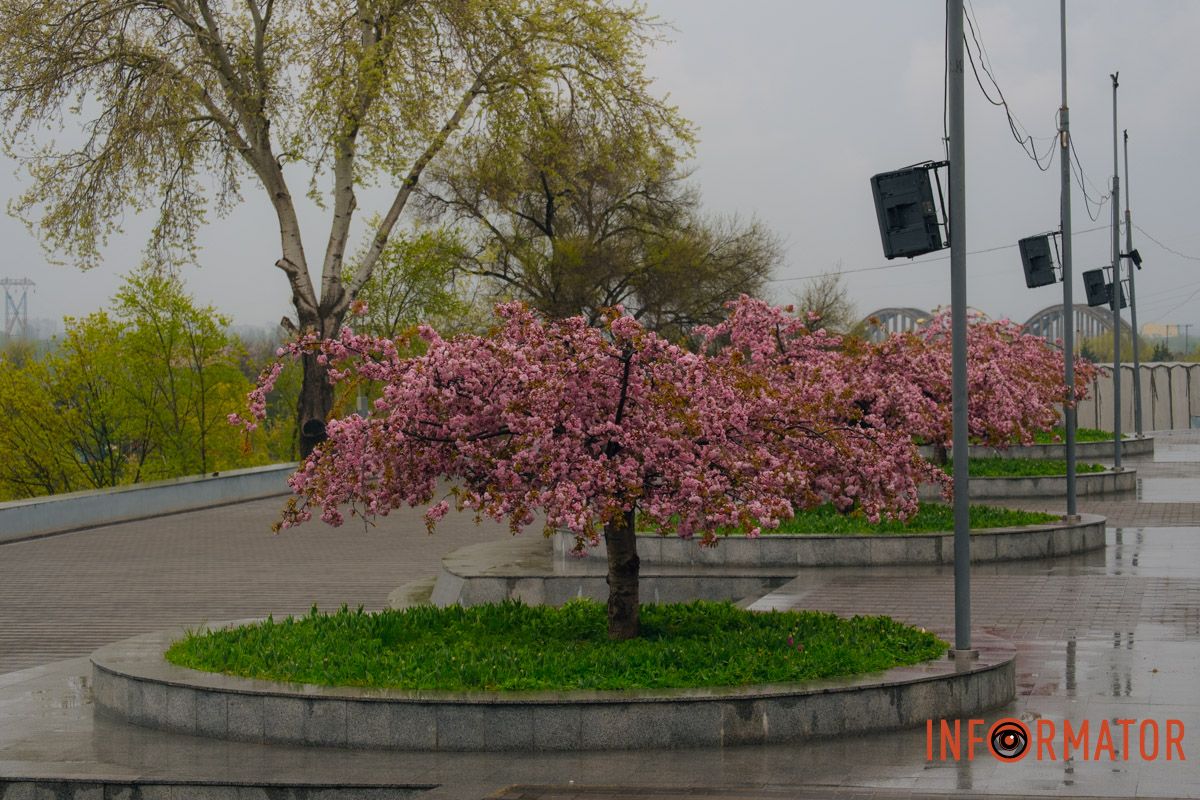 Японская весна в городе: в Днепре расцвели сакуры и декоративные деревья 31