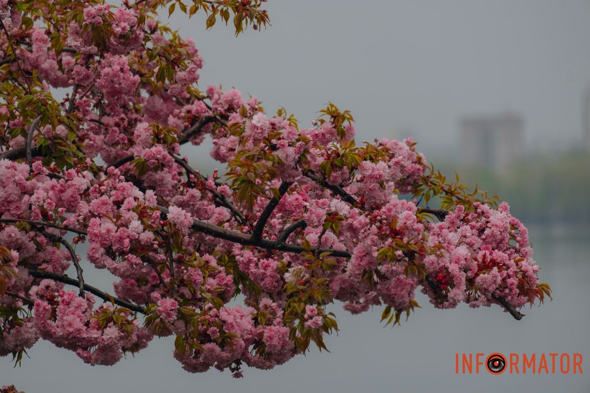 Японская весна в городе: в Днепре расцвели сакуры и декоративные деревья 32
