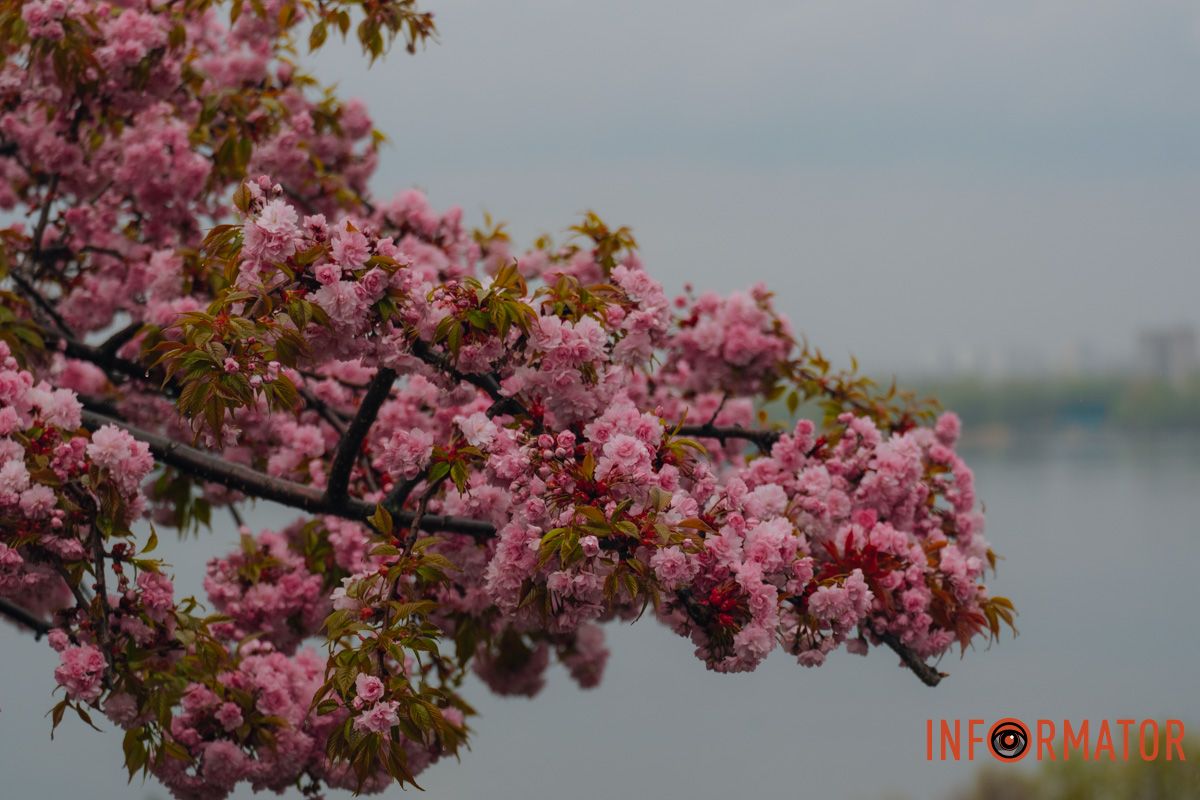 Японская весна в городе: в Днепре расцвели сакуры и декоративные деревья 33
