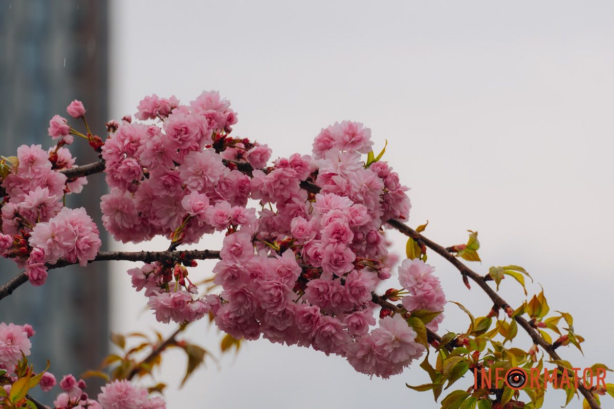 Японская весна в городе: в Днепре расцвели сакуры и декоративные деревья 34
