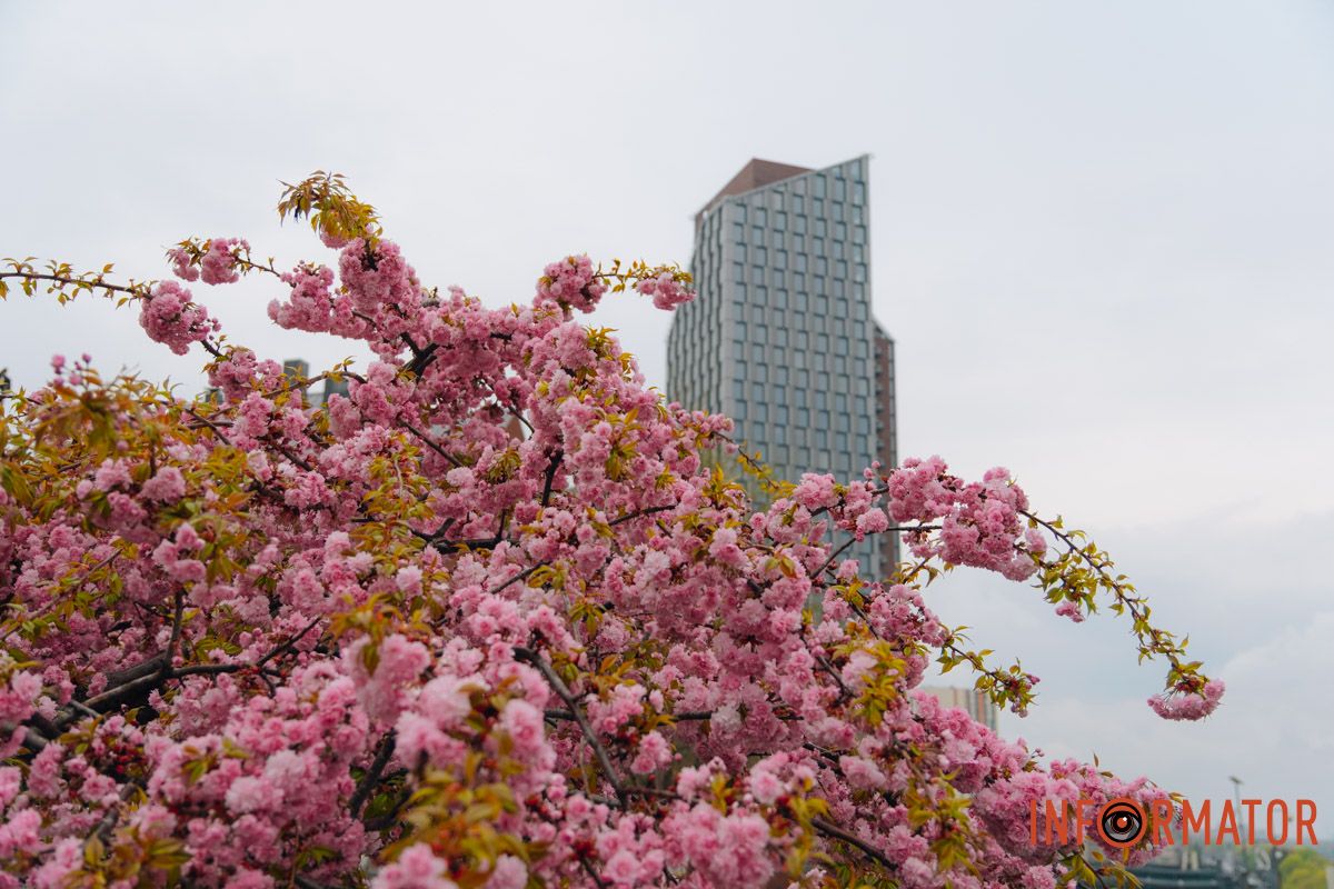Японская весна в городе: в Днепре расцвели сакуры и декоративные деревья 35
