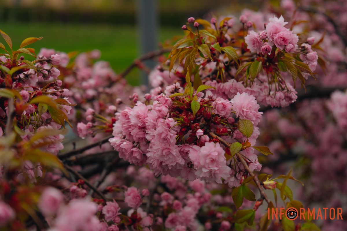 Японская весна в городе: в Днепре расцвели сакуры и декоративные деревья 37