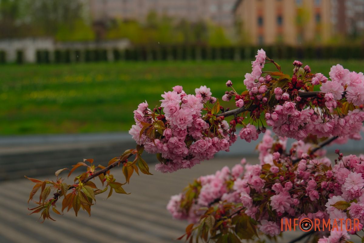 Японская весна в городе: в Днепре расцвели сакуры и декоративные деревья 38