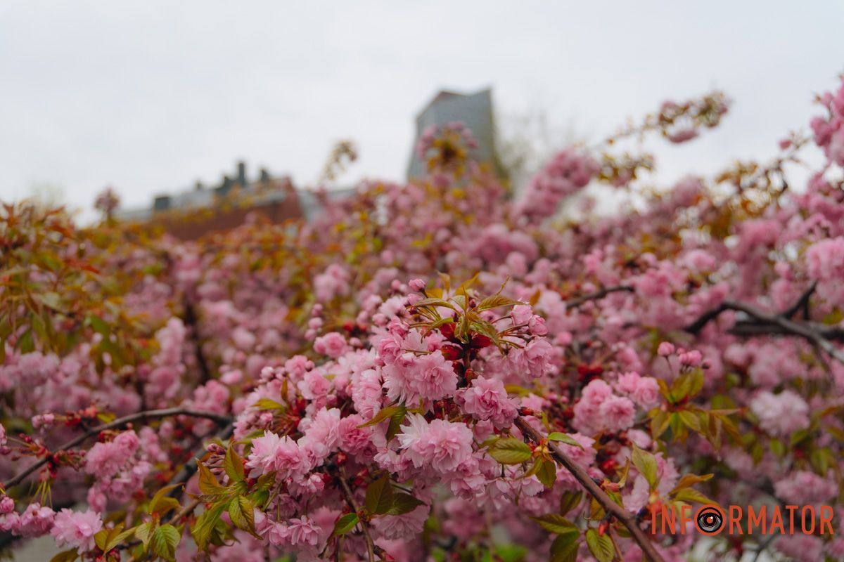 Японская весна в городе: в Днепре расцвели сакуры и декоративные деревья 39