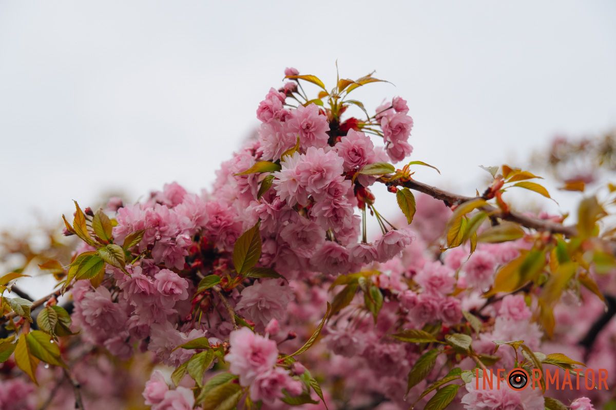 Японская весна в городе: в Днепре расцвели сакуры и декоративные деревья 40