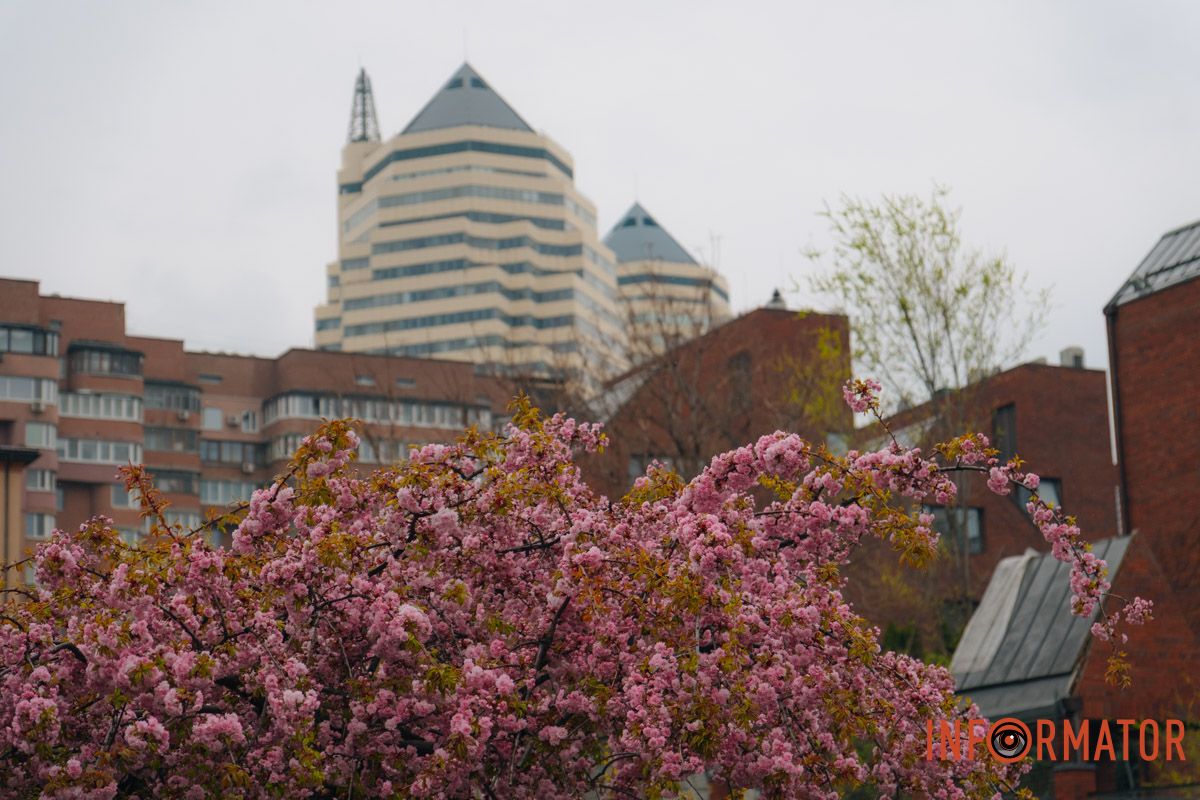 Японская весна в городе: в Днепре расцвели сакуры и декоративные деревья.