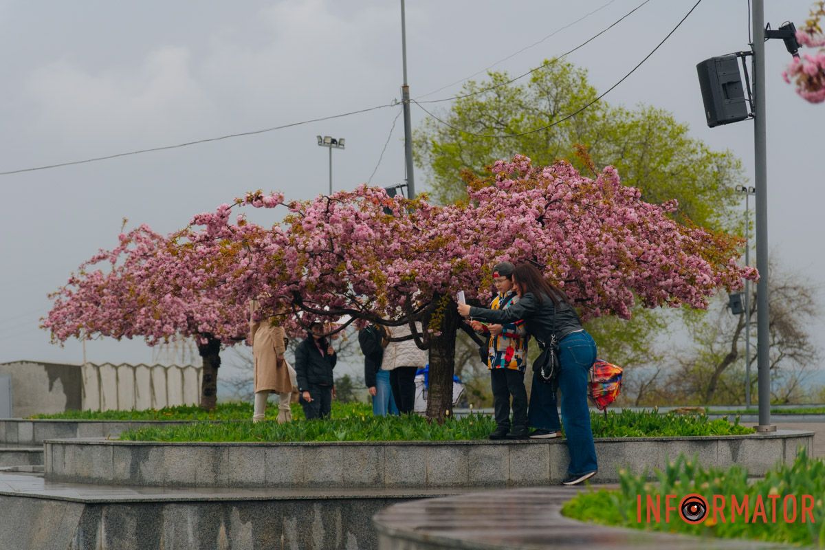 Японская весна в городе: в Днепре расцвели сакуры и декоративные деревья 42