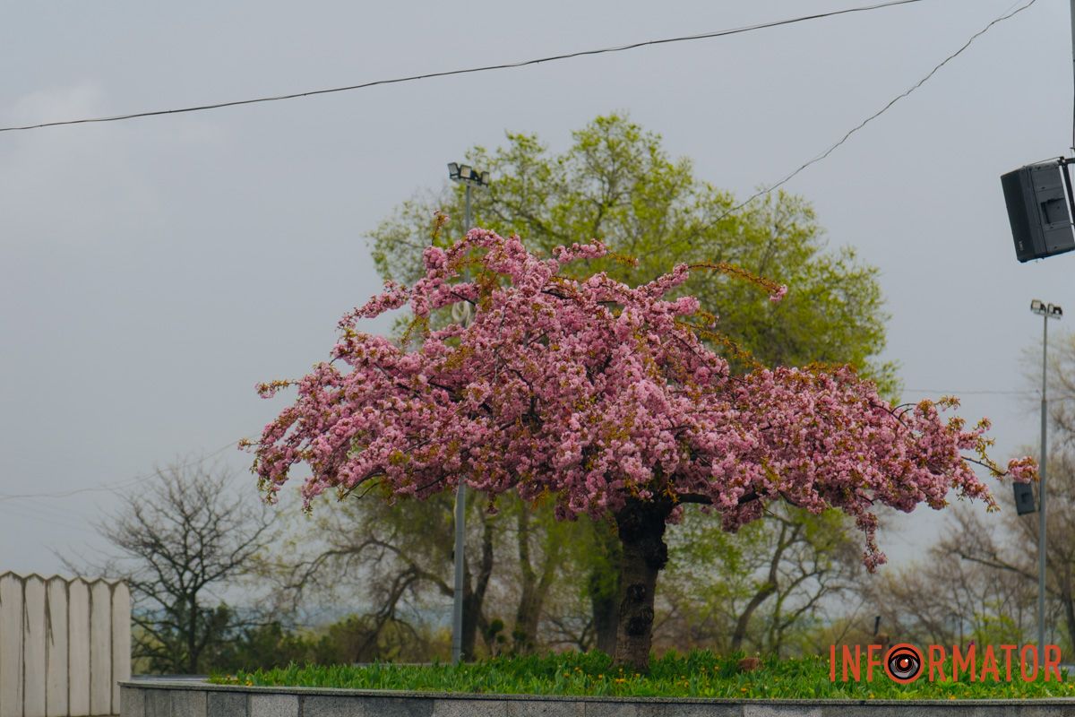 Японская весна в городе: в Днепре расцвели сакуры и декоративные деревья 43