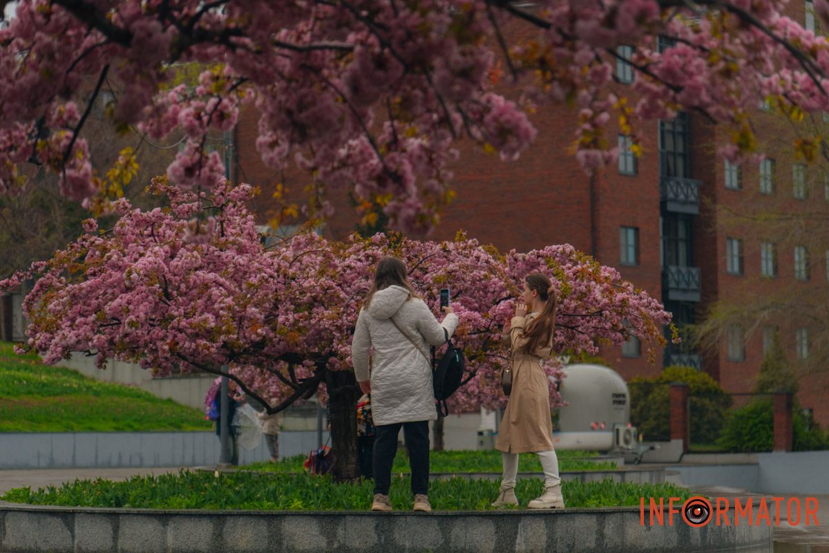 Японская весна в городе: в Днепре расцвели сакуры и декоративные деревья 44