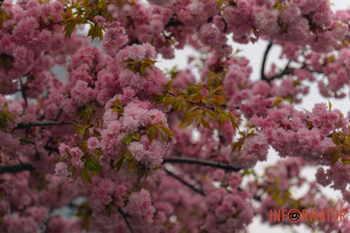 Японская весна в городе: в Днепре расцвели сакуры и декоративные деревья 45