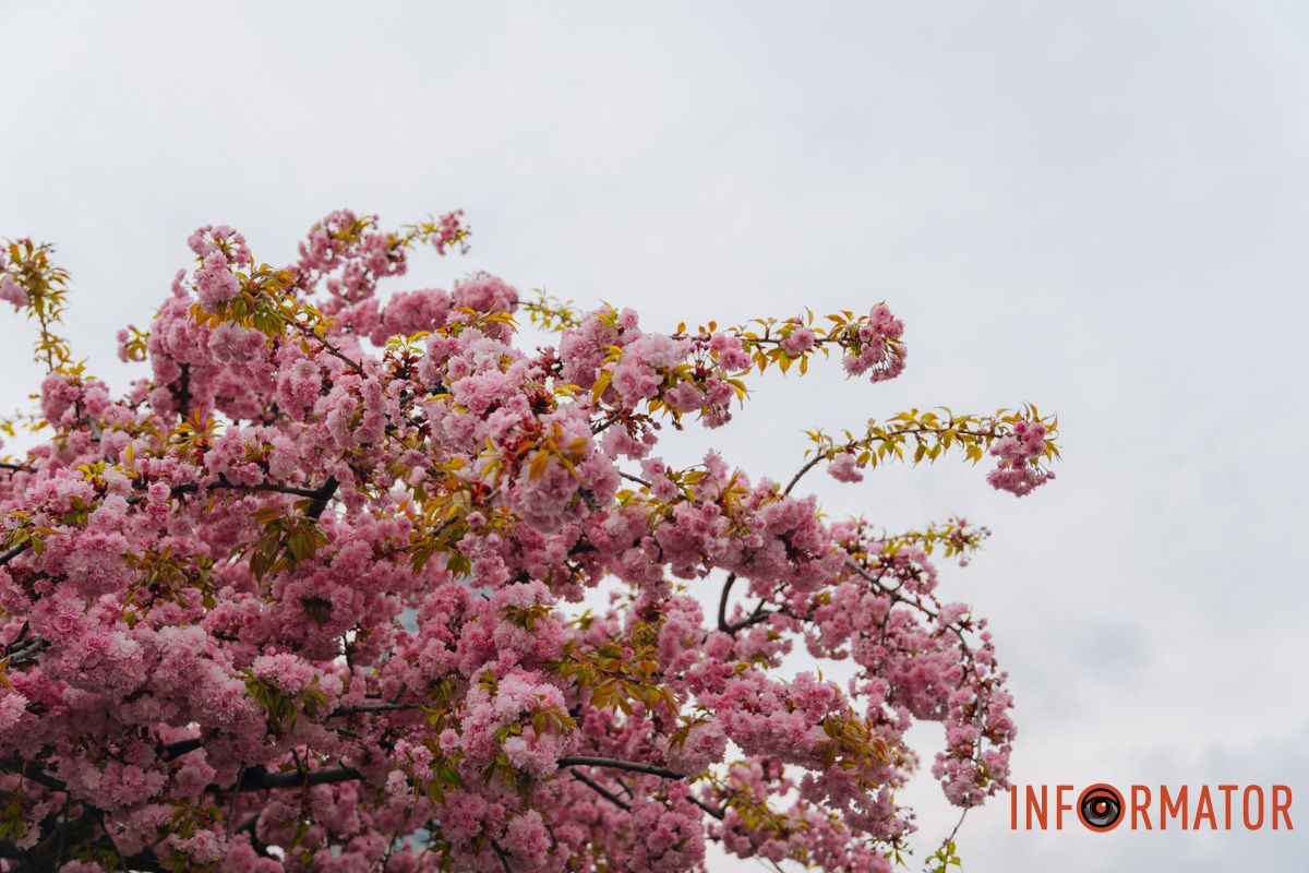 Японская весна в городе: в Днепре расцвели сакуры и декоративные деревья 46