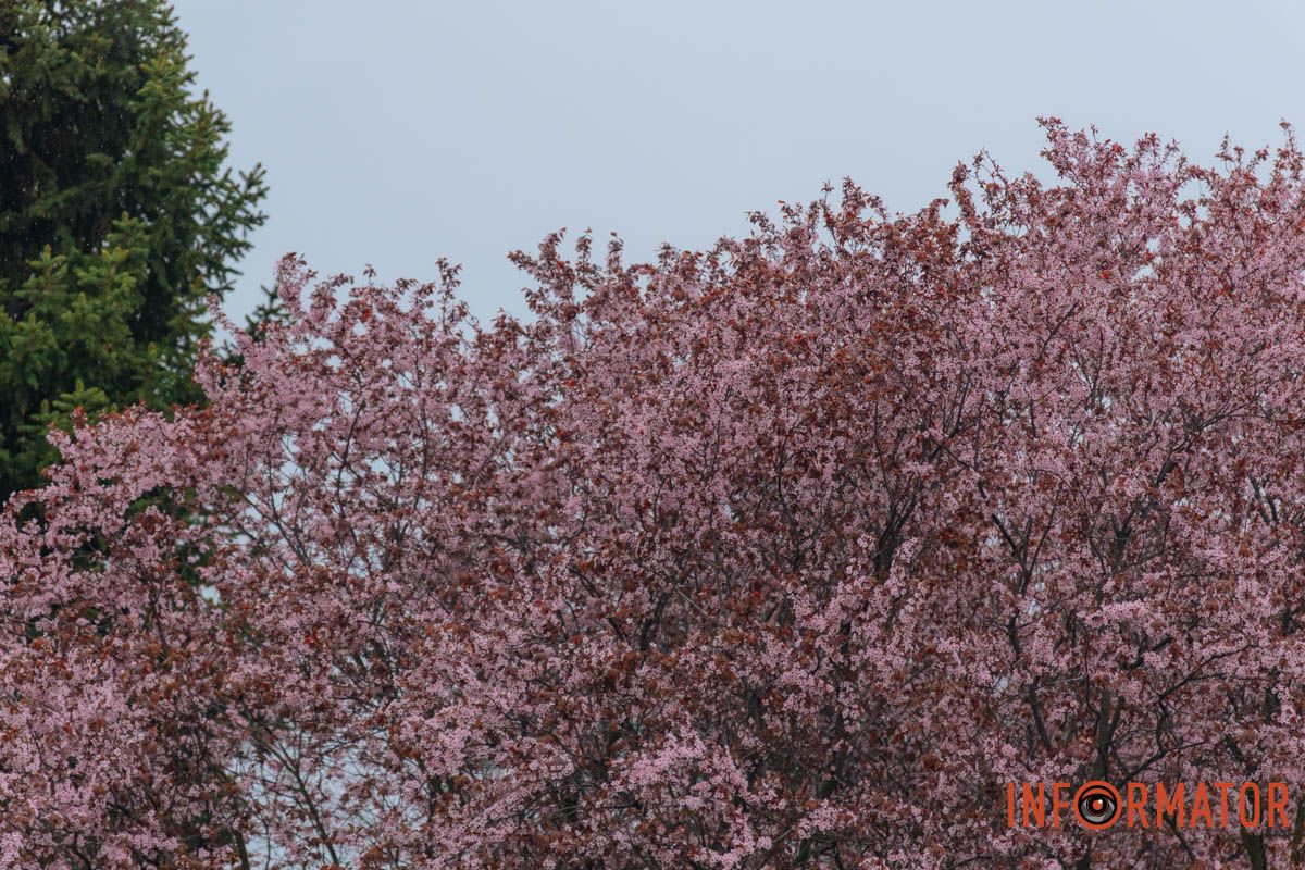 Японская весна в городе: в Днепре расцвели сакуры и декоративные деревья 48