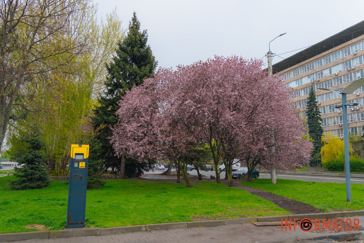 Японская весна в городе: в Днепре расцвели сакуры и декоративные деревья 49