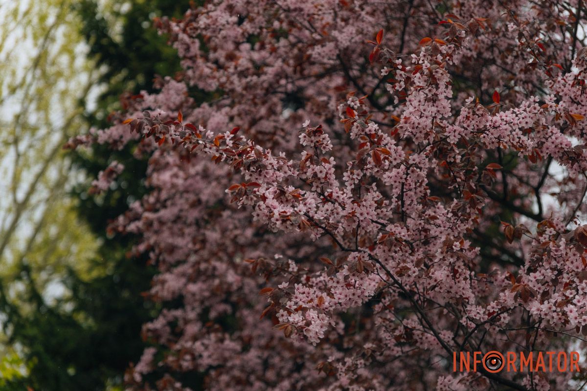 Японская весна в городе: в Днепре расцвели сакуры и декоративные деревья 50
