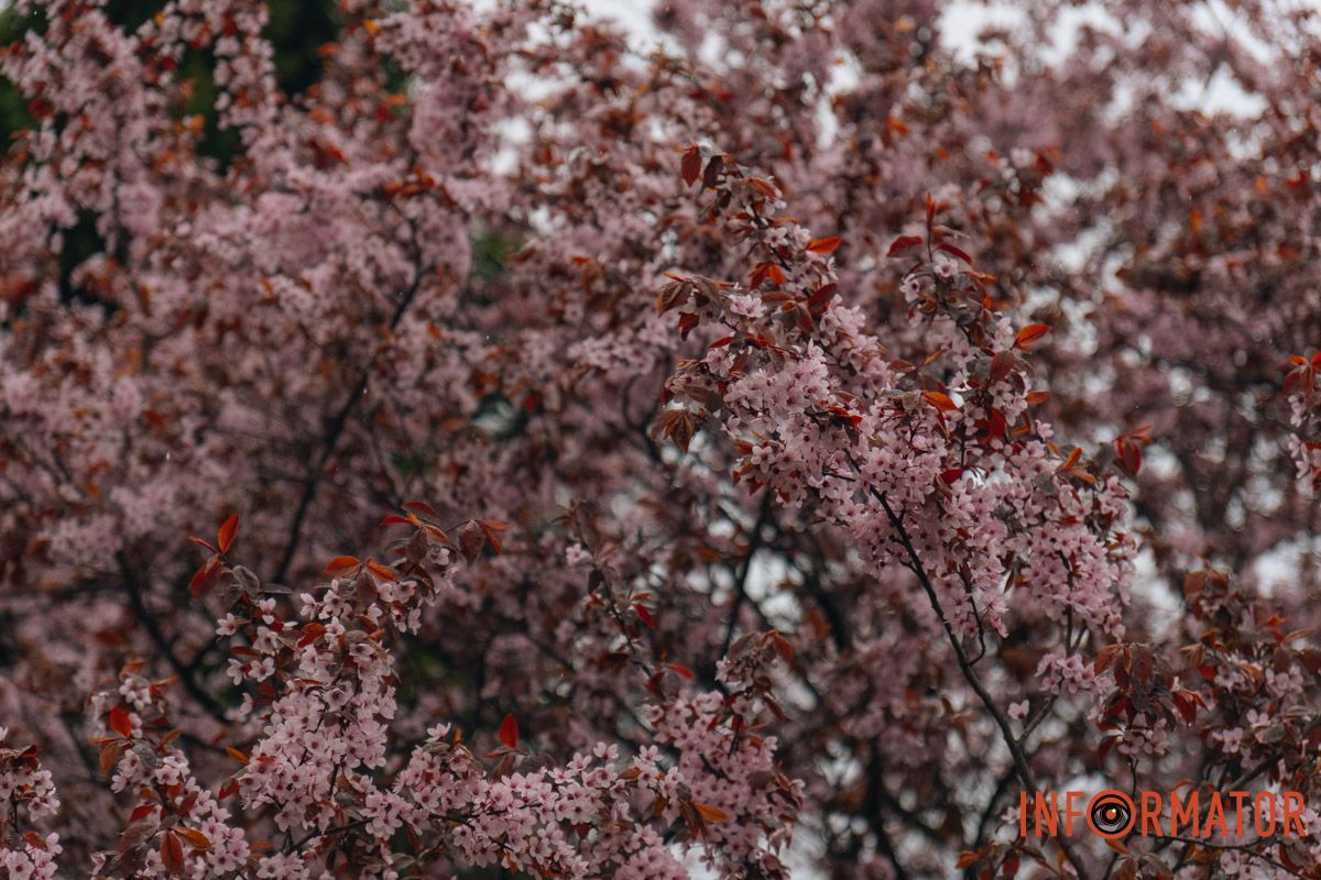 Японская весна в городе: в Днепре расцвели сакуры и декоративные деревья 51
