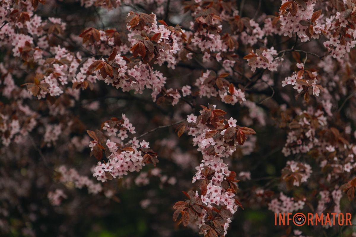 Японская весна в городе: в Днепре расцвели сакуры и декоративные деревья 52