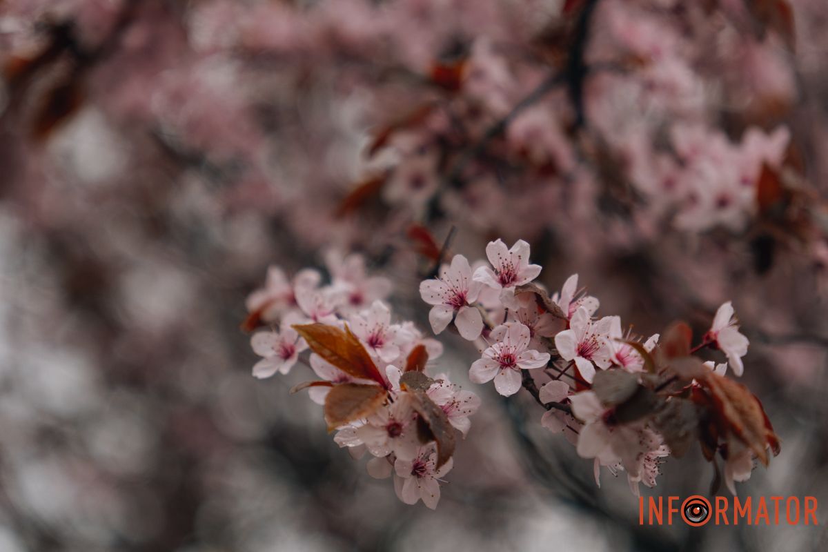 Японская весна в городе: в Днепре расцвели сакуры и декоративные деревья 53