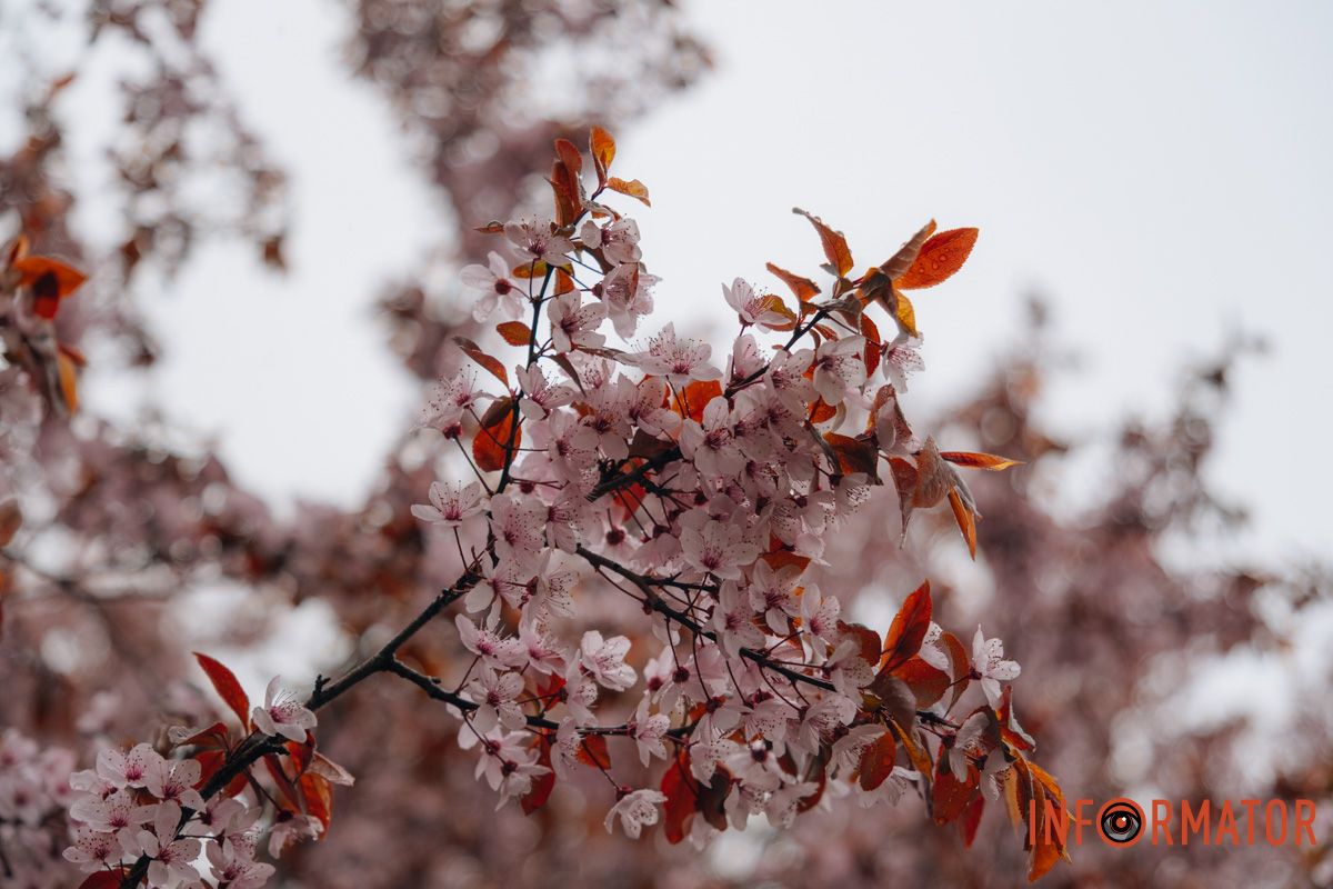 Японская весна в городе: в Днепре расцвели сакуры и декоративные деревья 55