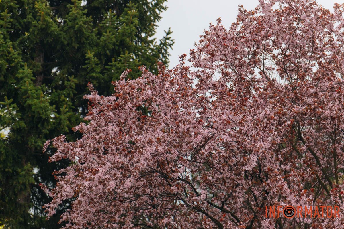 Японская весна в городе: в Днепре расцвели сакуры и декоративные деревья 54