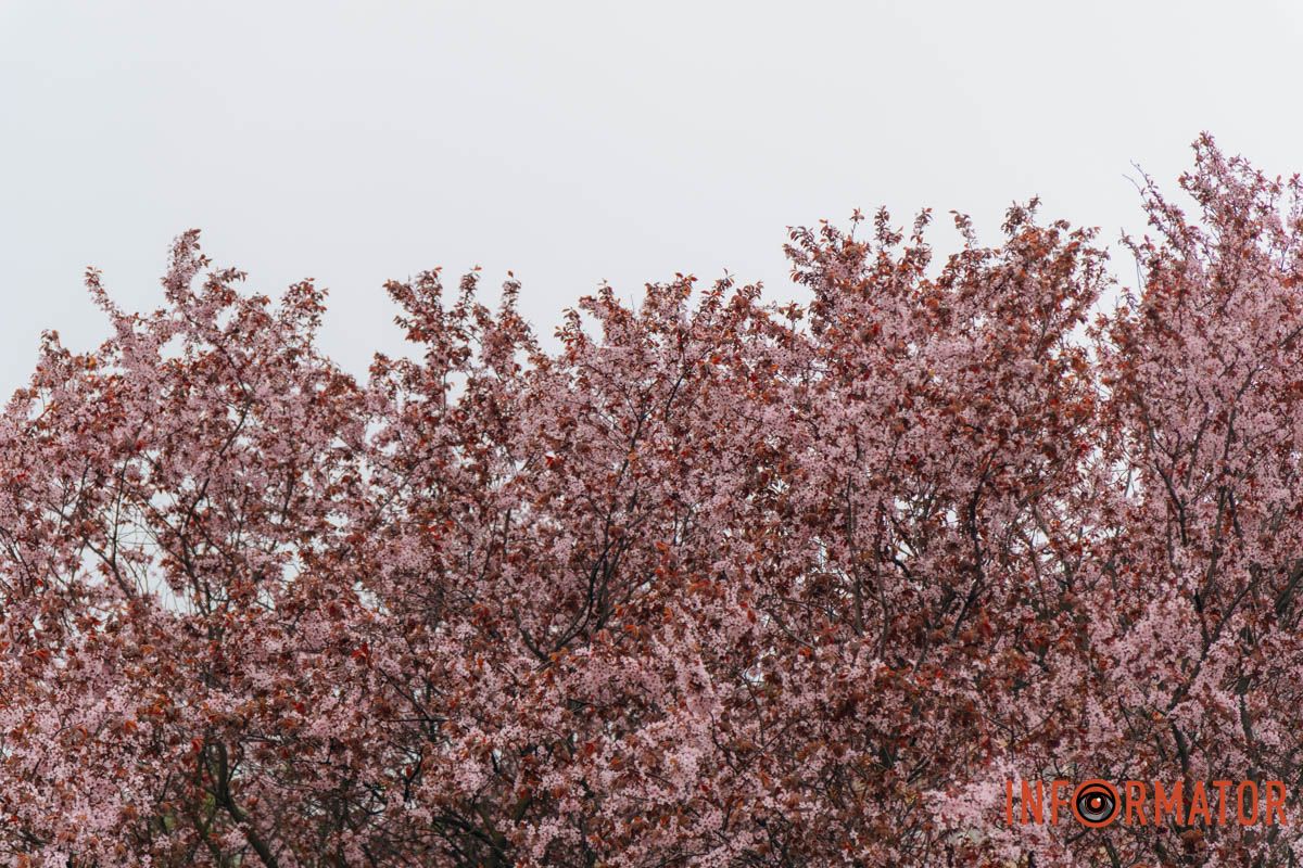 Японская весна в городе: в Днепре расцвели сакуры и декоративные деревья 56