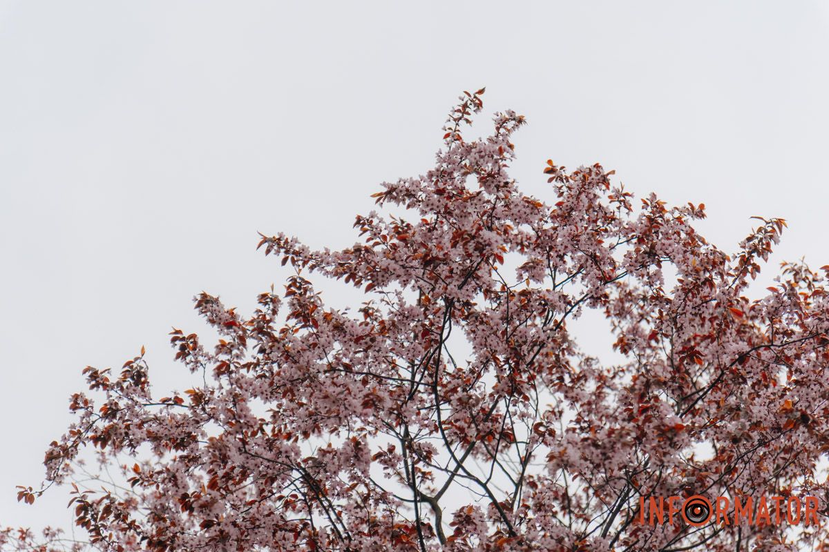 Японская весна в городе: в Днепре расцвели сакуры и декоративные деревья 57