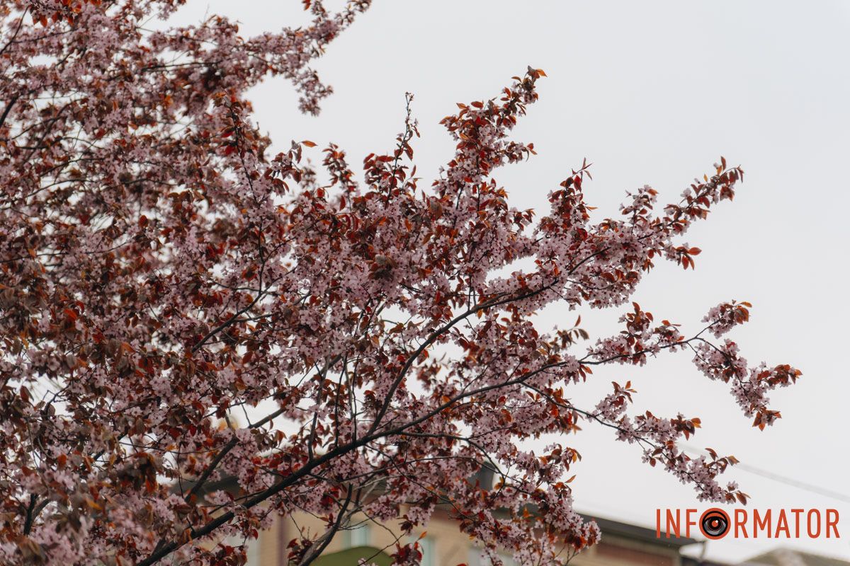 Японская весна в городе: в Днепре расцвели сакуры и декоративные деревья 58