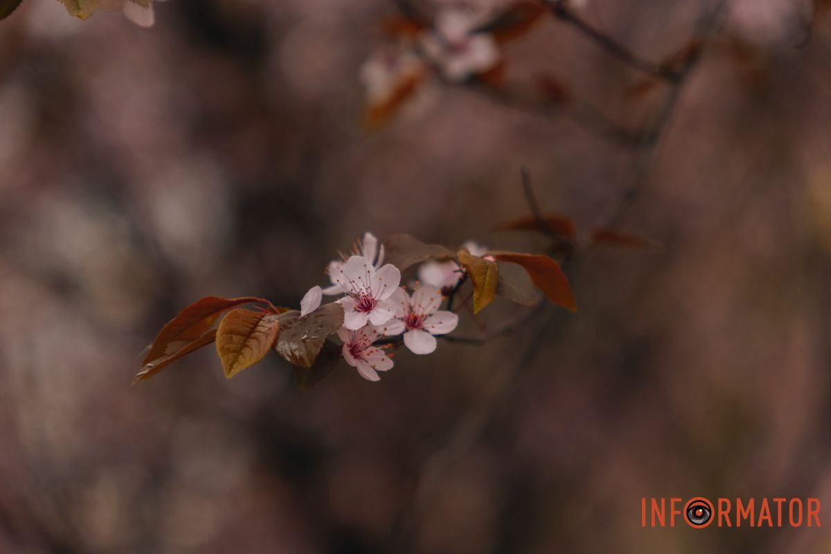 Японская весна в городе: в Днепре расцвели сакуры и декоративные деревья 59