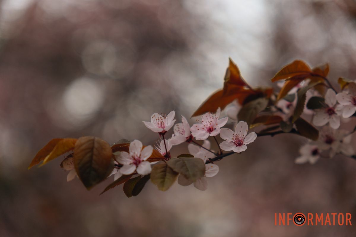 Японская весна в городе: в Днепре расцвели сакуры и декоративные деревья 61