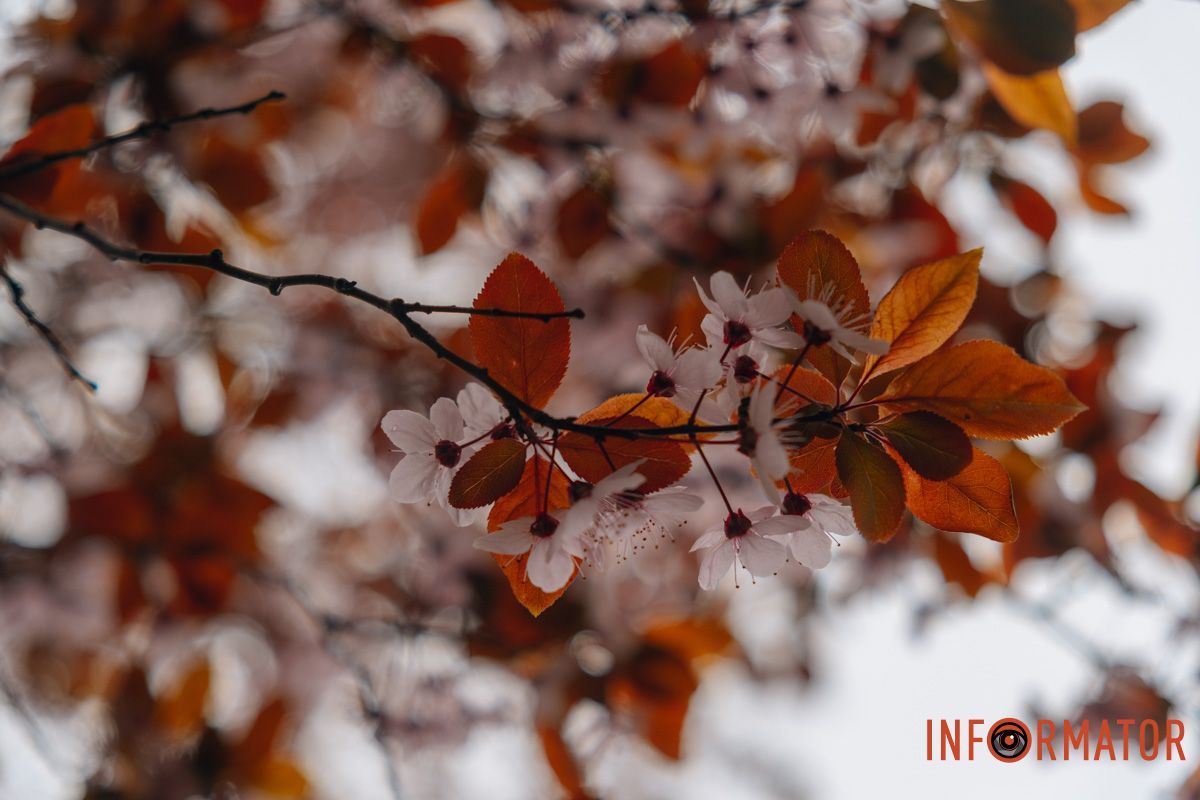 Японская весна в городе: в Днепре расцвели сакуры и декоративные деревья 60