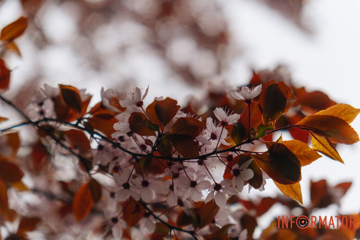Японская весна в городе: в Днепре расцвели сакуры и декоративные деревья 62