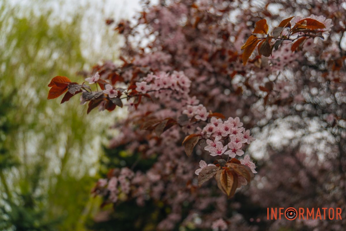 Японская весна в городе: в Днепре расцвели сакуры и декоративные деревья 64