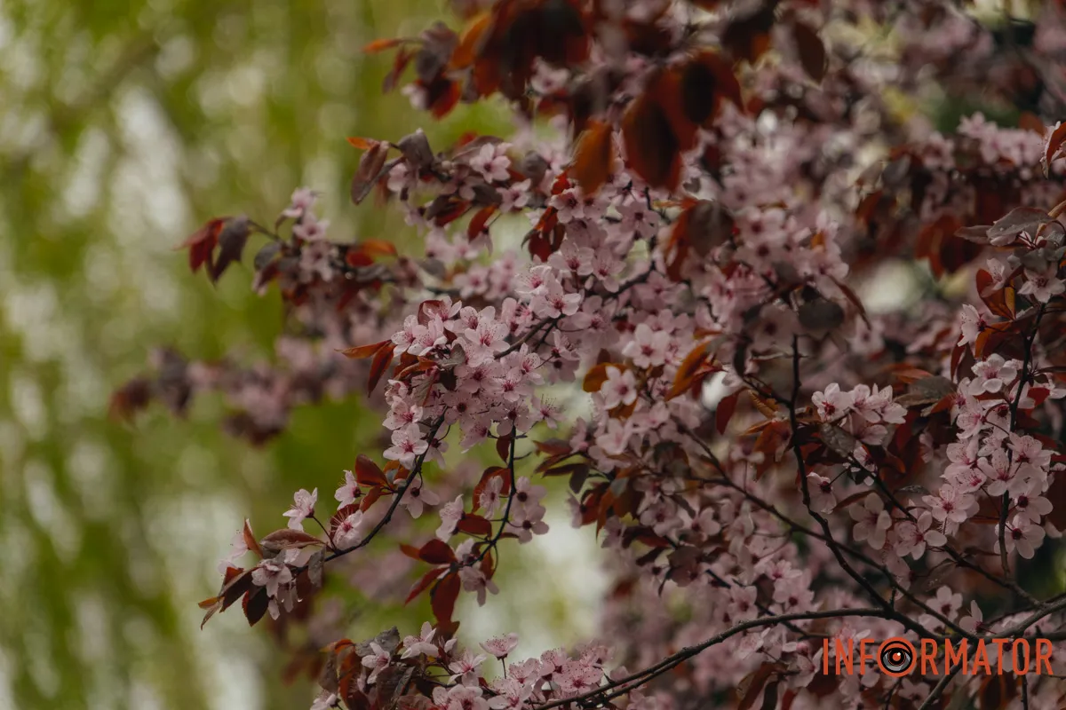 Японская весна в городе: в Днепре расцвели сакуры и декоративные деревья 65