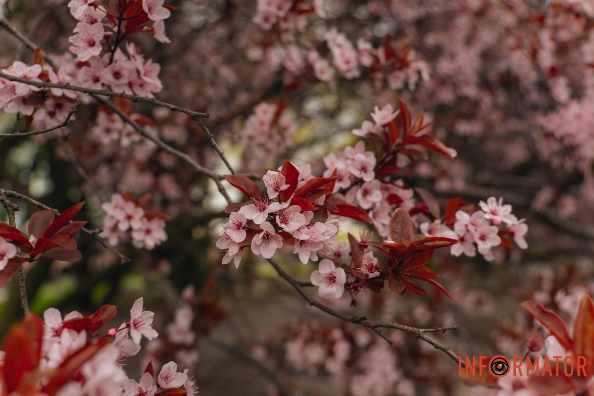 Японская весна в городе: в Днепре расцвели сакуры и декоративные деревья 66