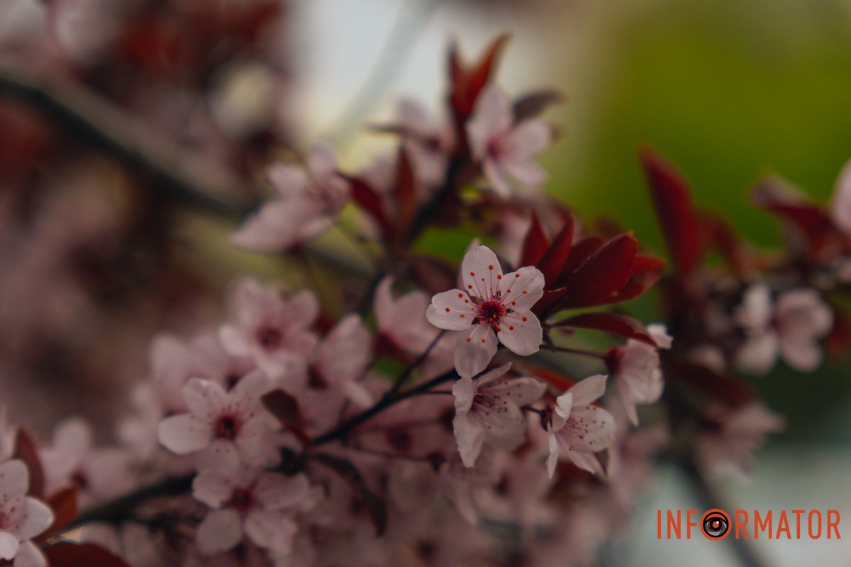 Японская весна в городе: в Днепре расцвели сакуры и декоративные деревья 67