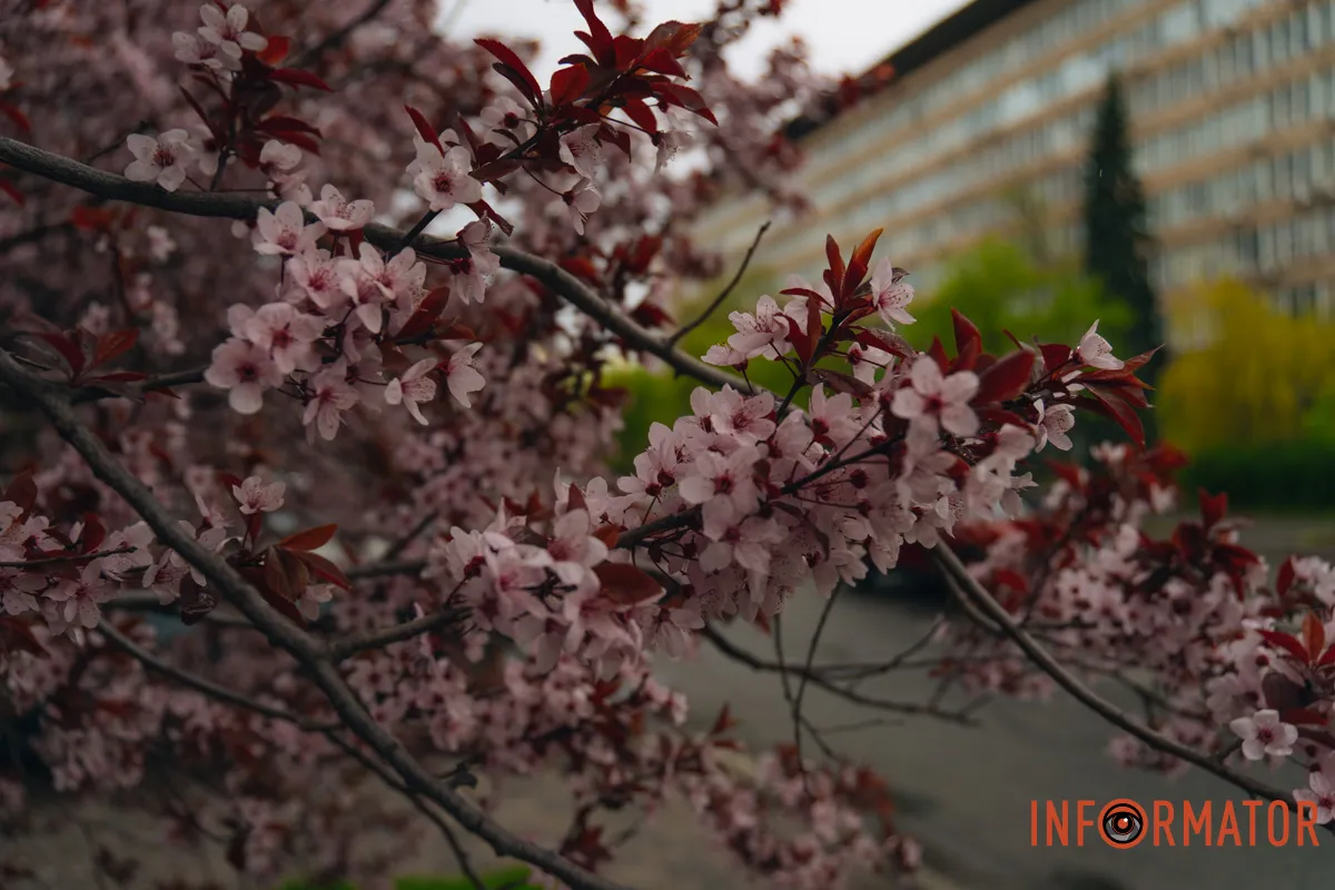 Японская весна в городе: в Днепре расцвели сакуры и декоративные деревья 68