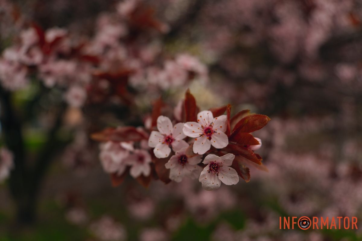 Японская весна в городе: в Днепре расцвели сакуры и декоративные деревья 69