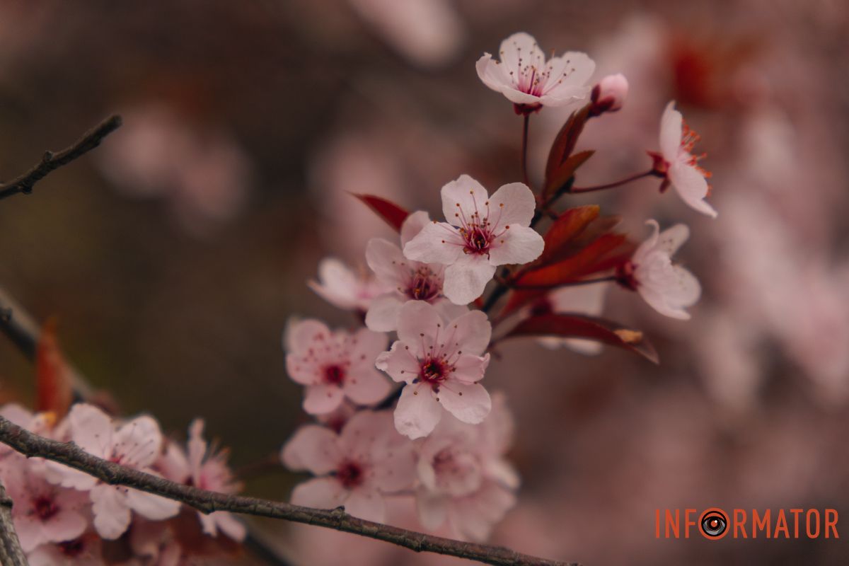 Японская весна в городе: в Днепре расцвели сакуры и декоративные деревья 70