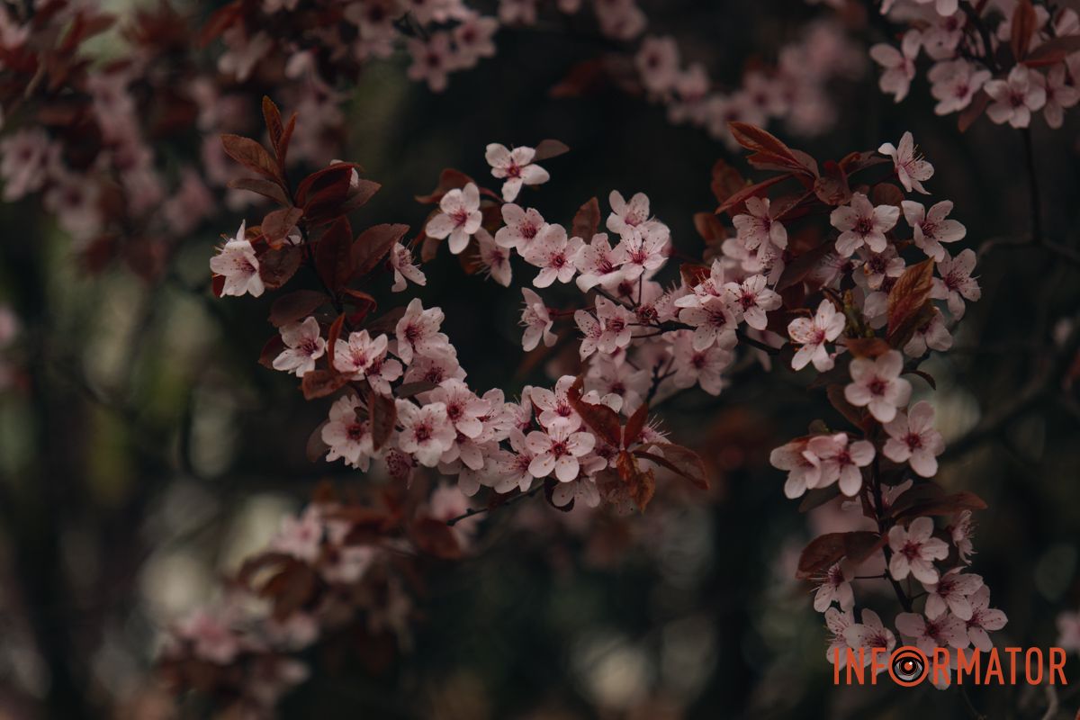 Японская весна в городе: в Днепре расцвели сакуры и декоративные деревья 71