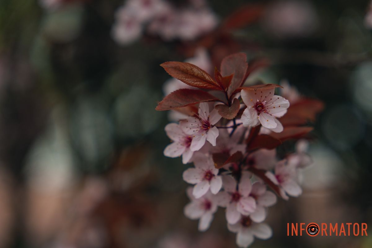 Японская весна в городе: в Днепре расцвели сакуры и декоративные деревья 72