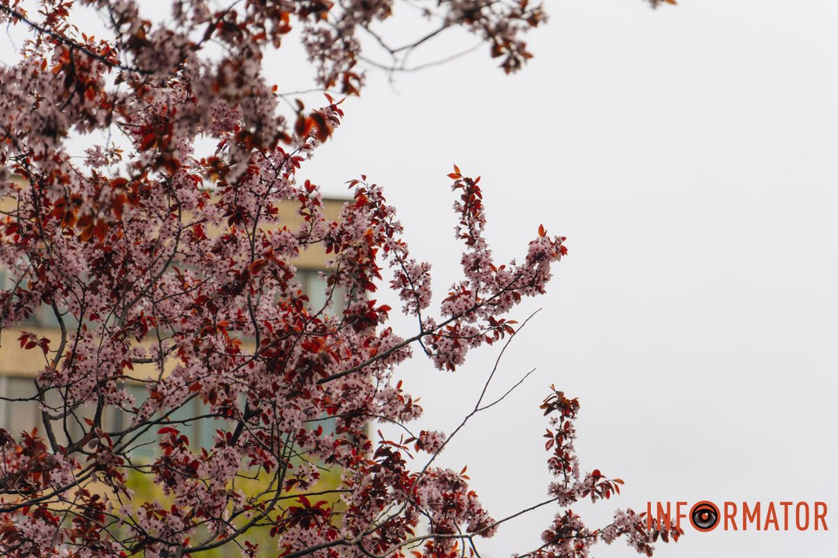 Японская весна в городе: в Днепре расцвели сакуры и декоративные деревья 73