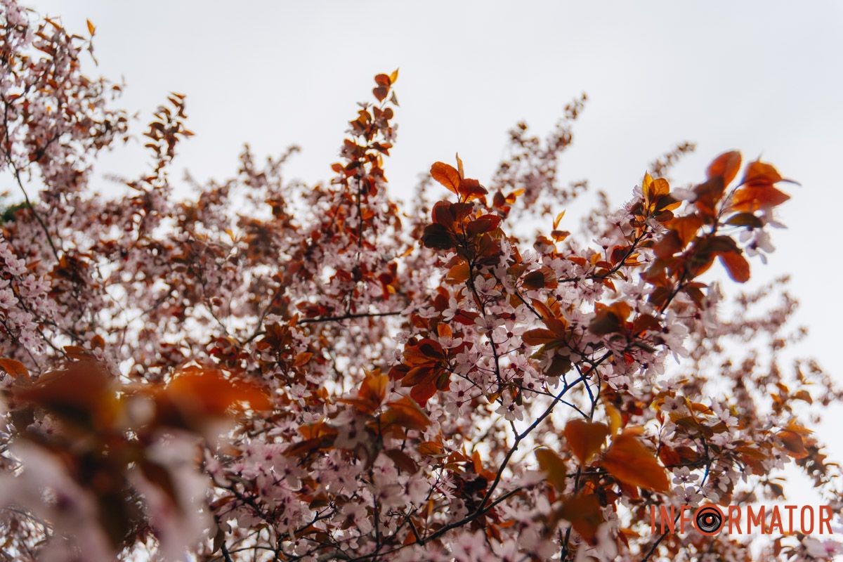 Японская весна в городе: в Днепре расцвели сакуры и декоративные деревья 74