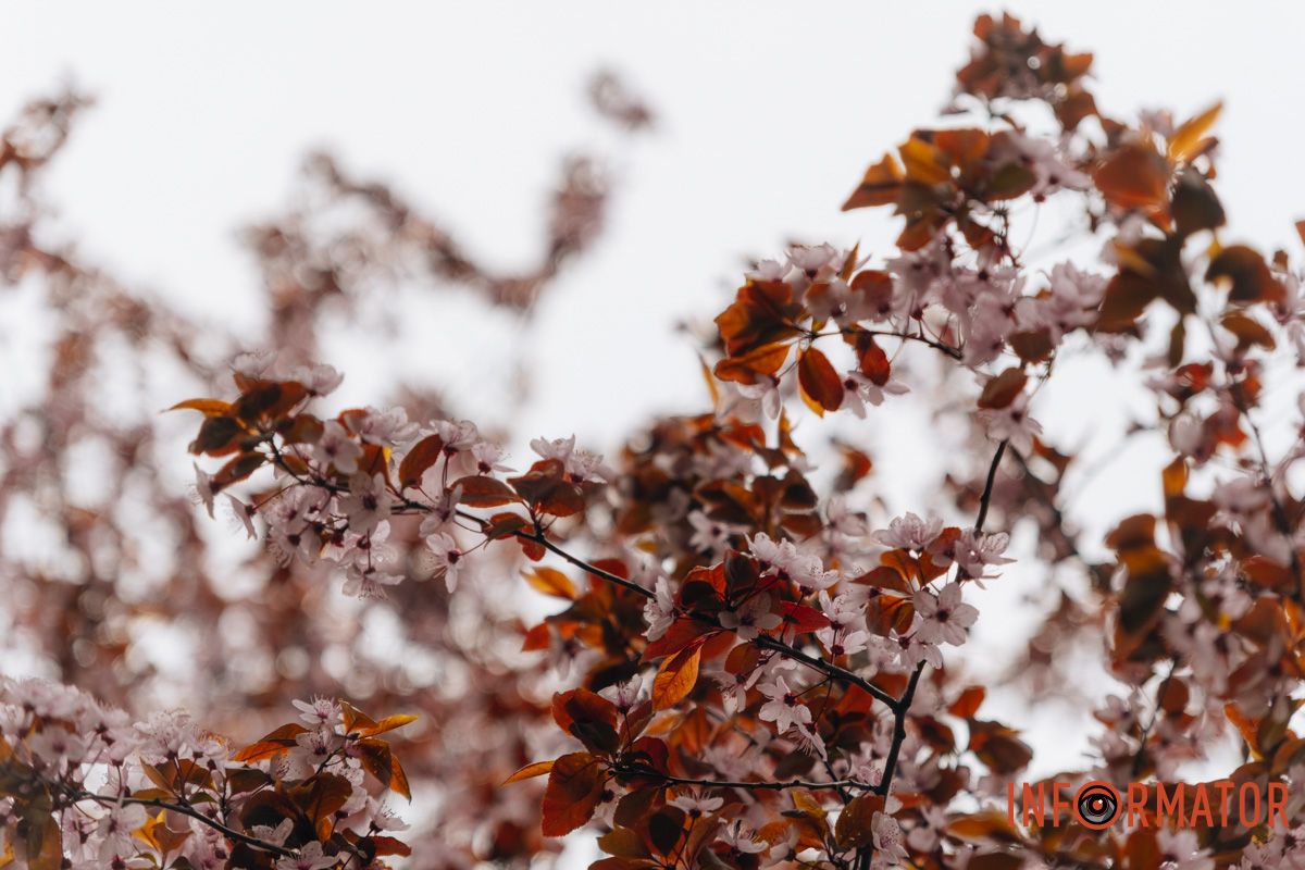 Японская весна в городе: в Днепре расцвели сакуры и декоративные деревья 75