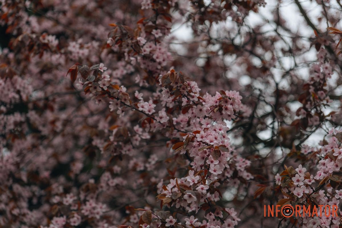 Японская весна в городе: в Днепре расцвели сакуры и декоративные деревья 77