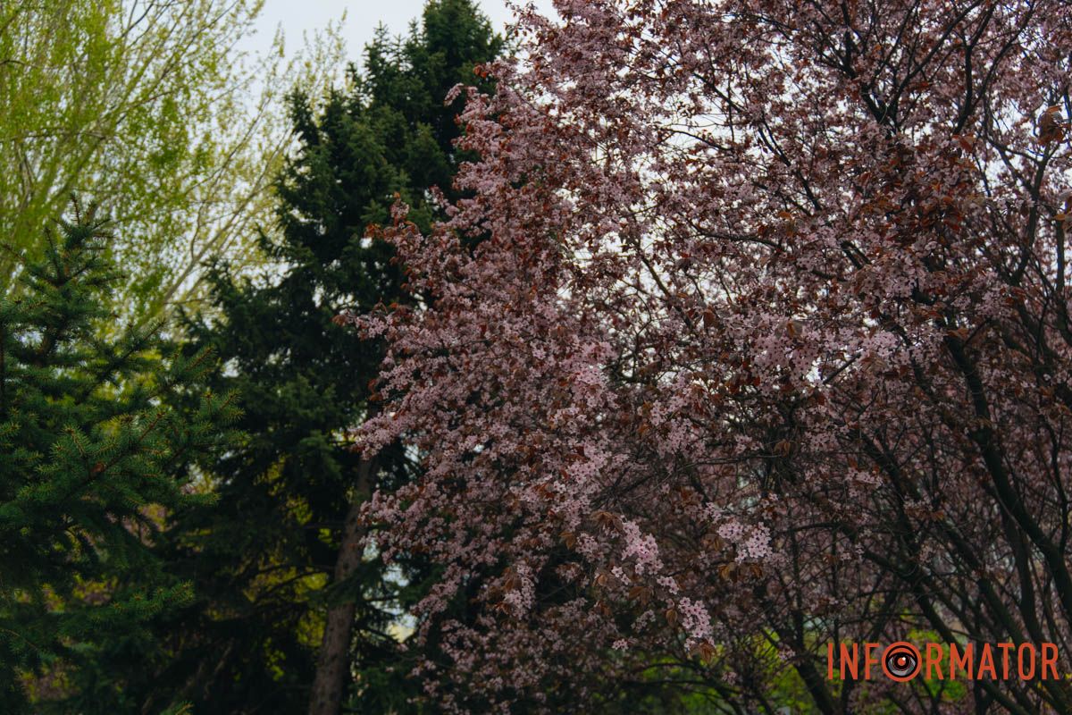 Японская весна в городе: в Днепре расцвели сакуры и декоративные деревья 78