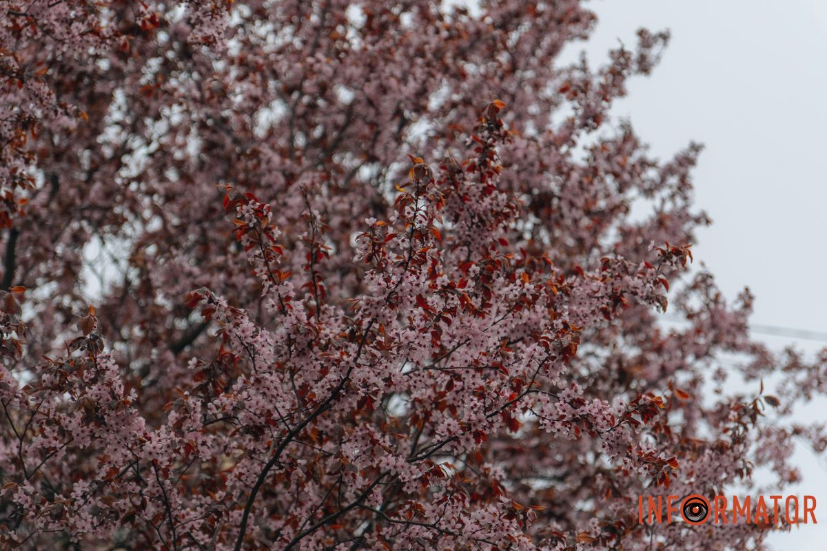 Японская весна в городе: в Днепре расцвели сакуры и декоративные деревья 79